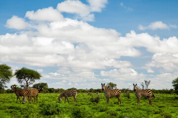 beautiful african landscape in Kenya with wild animals