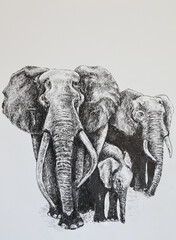 Herd of elephants - sketch made by liner - obrazy, fototapety, plakaty