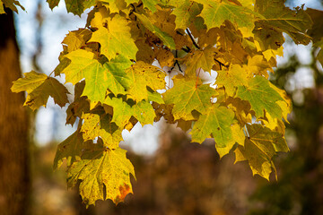 leaves in autumn