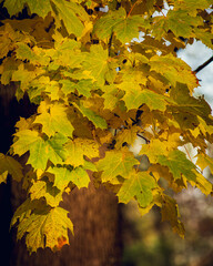maple leaves in autumn
