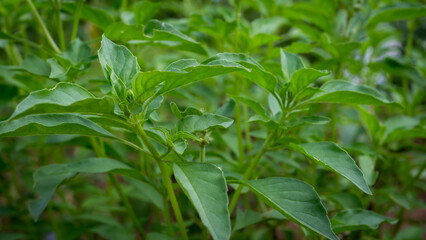 The stems, leaves, and flowers of the medicinal plant, Ocimum × citriodourum, hoary basil, have a unique, pungent aroma - obrazy, fototapety, plakaty