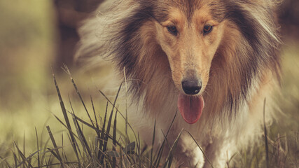 Portrait Collie Langhaar sable in der Natur