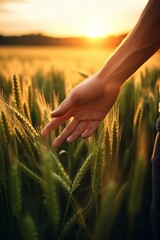 Farmer in wheat field at sunset. Cropped image of male hands touching wheat spikelets - obrazy, fototapety, plakaty