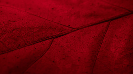 macro photo of a leaf on a background