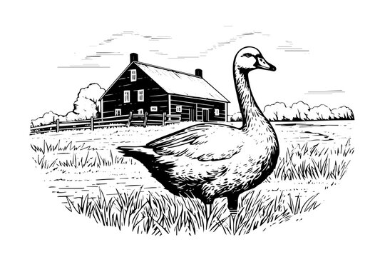 Rural landscape with duck hand drawn ink sketch. Engraved style vector illustration.