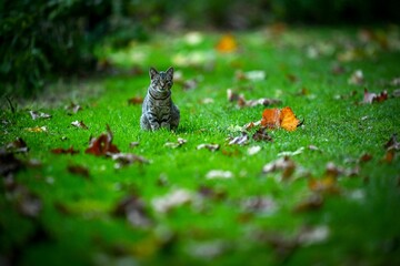 a cat is in the grass with dead leaves on it