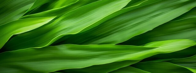 Green corn leaves macro seamless texture background.