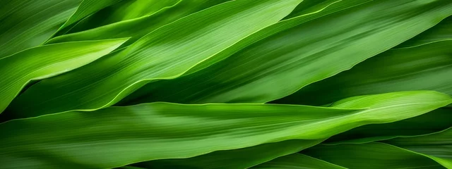 Fotobehang Groen Green corn leaves macro seamless texture background.