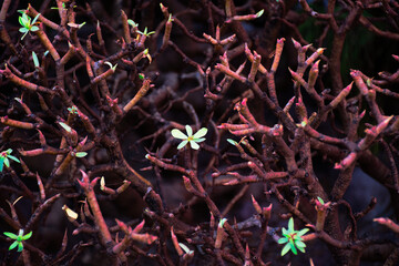 tabaibas in flower in the Red Mountain of El Medano