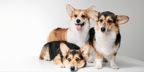 Pembroke Welsh Corgi portrait isolated on white studio background with copy space, family of three purebred dogs