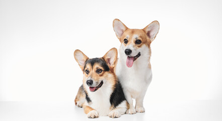 Pembroke Welsh Corgi portrait isolated on white studio background with copy space, family of two purebred dogs