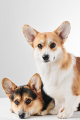 Pembroke Welsh Corgi portrait isolated on white studio background with copy space, family of two purebred dogs