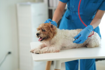Asian female veterinarian sits examining a cute dog with a stethoscope in the veterinary clinic....