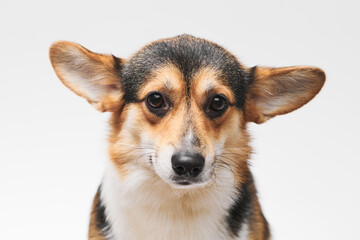 Pembroke Welsh Corgi portrait isolated on white studio background with copy space, purebred dog