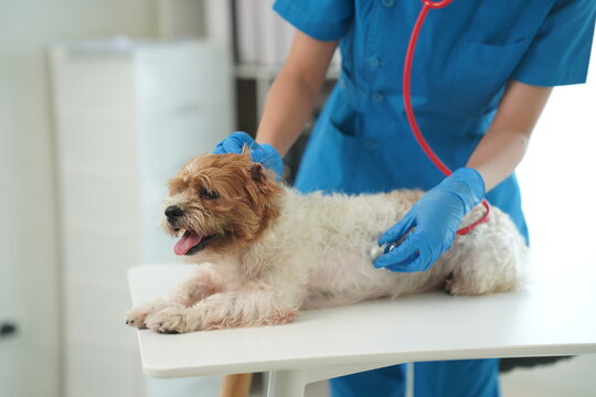 Asian female veterinarian sits examining a cute dog with a stethoscope in the veterinary clinic. There is health care and medicine for pets. Cute little dog examined by a veterinarian