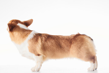 Pembroke Welsh Corgi portrait isolated on white studio background with copy space, purebred dog