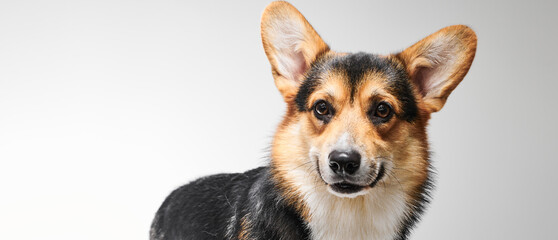 Pembroke Welsh Corgi portrait isolated on white studio background with copy space, purebred dog