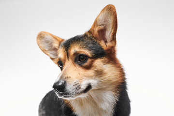 Pembroke Welsh Corgi portrait isolated on white studio background with copy space, purebred dog