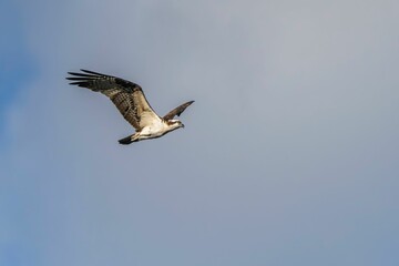 Osprey (Pandion haliaetus) gliding gracefully through a blue sky, its wings spread wide