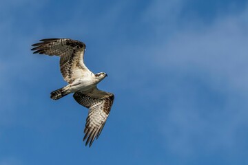 Osprey (Pandion haliaetus) gliding gracefully through a blue sky, its wings spread wide