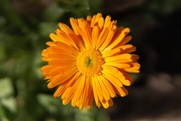 Flor naranja