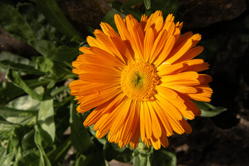 Flor naranja