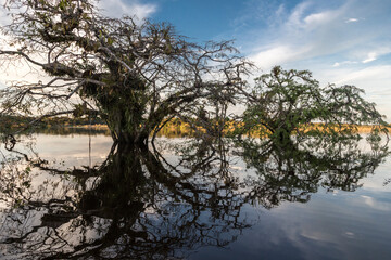 Scenic view of trees submerged in water, beautifully reflected on the calm surface of a tropical wetland. A landscape showcasing the biodiversity of flooded forests in the Cuyabeno Park, Ecuador