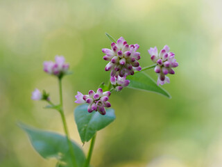 秋の湿地に咲く愛らしいミゾソバ