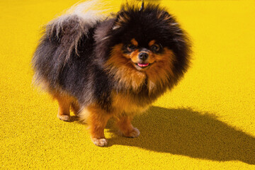 A black and tan pomeranian spitz dog on a walk. Pomeranian spitz on the bright yellow background. Cute home pets