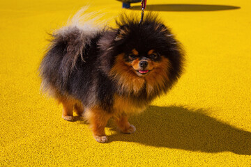 A black and tan pomeranian spitz dog on the yellow background. Home pets