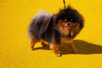 A black and tan pomeranian spitz dog on a walk. Pomeranian spitz on the bright yellow background. Cute pets