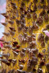Pink flowers of the silk floss tree Ceiba speciosa