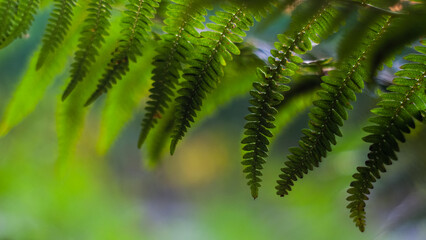 Fougères dans la forêt des Landes de Gascogne, pendant le crépuscule
