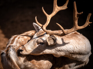 Lone Lament: A Stag Lost in Thought