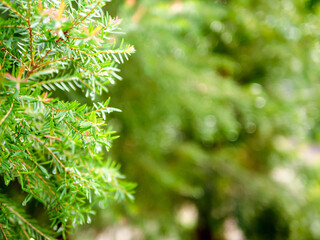 Abstract background of a  green pine tree Christmas natural bokeh, Beautiful abstract natural background. Defocused blurry sunny foliage of green pine trees Christmas background.