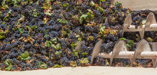 Grape destemmer in action during winemaking process