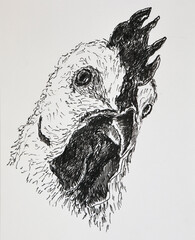 rooster drawn in pencil on white paper