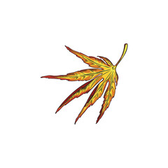 Japanese maple leaf colorful sketch on white background.