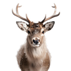 Rudolph with a glowing nose. PNG. - obrazy, fototapety, plakaty
