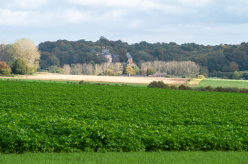 Fototapeta na wymiar Green potato fields and wheat fields at the Flemish countryside around Lennik, Brabant, Belgium