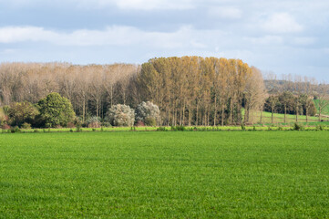 Green grass and autumn trees at the hills of the Pajottenland around Gooik, Belgium
