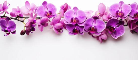 Fototapeta na wymiar Orchid reigns as flower queen in purple and violet