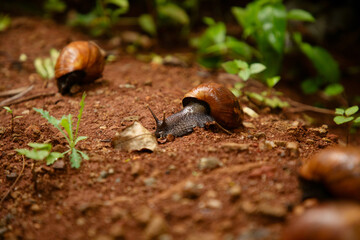 huge snail Achatina in its natural environment on brown