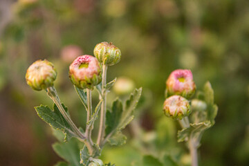 close up of flower