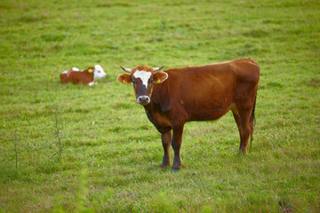 Fototapeta na wymiar Portrait of a cow on a green field on a cattle farm. Brown bull standing in the pasture. Full length of a hereford cow with a calf in the distance. Remote agriculture estate in the dairy industry