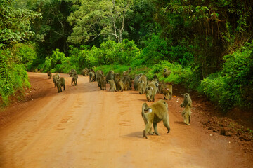 flock olive baboon Anubis monkey on natural road in Africa