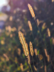 Common weed green foxtail close-up. Setaria viridis, green bristlegrass,