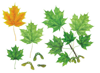 realistic botanic watercolor hand made illustration of sugar maple (acer saccharum) with a branch with leaves and seed on white © marina
