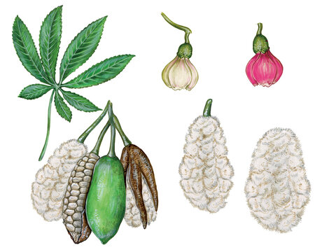 realistic botanic illustration of kapok tree (Ceiba pentandra) with leaves, fruits, flower and seeds within fibres in
