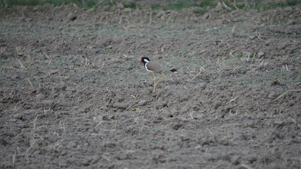 bird on the ground